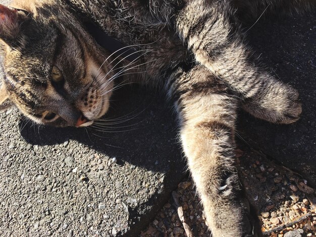 Photo close-up du chat allongé dans la rue