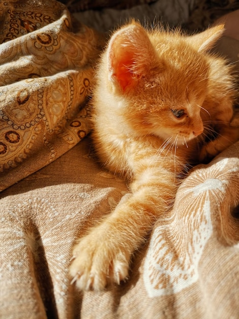 Photo close-up du chat allongé sur le lit