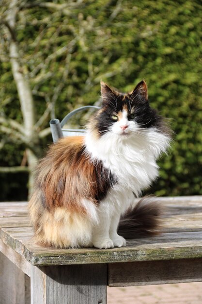 Close-up du chat assis sur le bois
