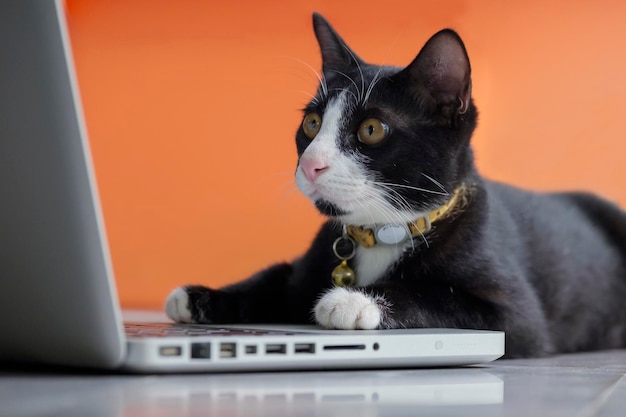 Close-up du chat assis avec un ordinateur portable
