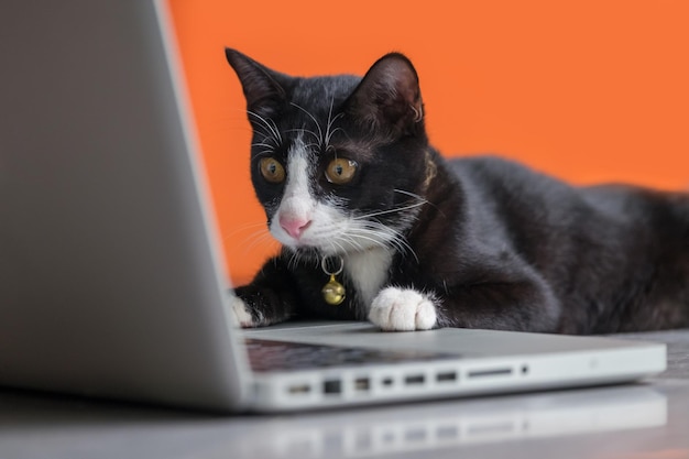 Close-up du chat assis avec un ordinateur portable