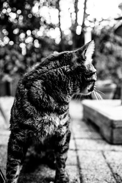 Photo close-up du chat à l'extérieur