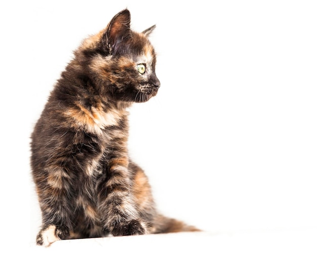 Close-up du chat sur un fond blanc