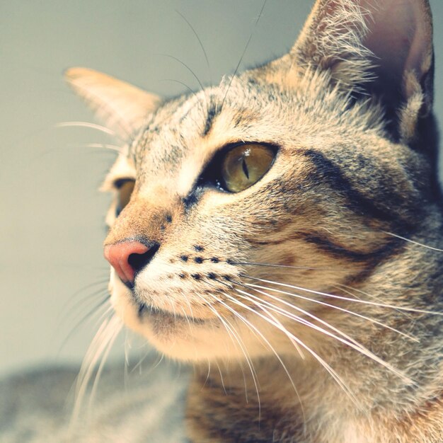 Close-up du chat à la maison