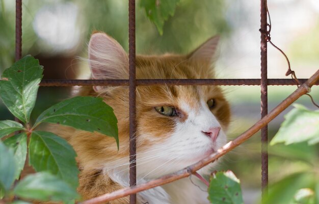 Close-up du chat par une grille métallique