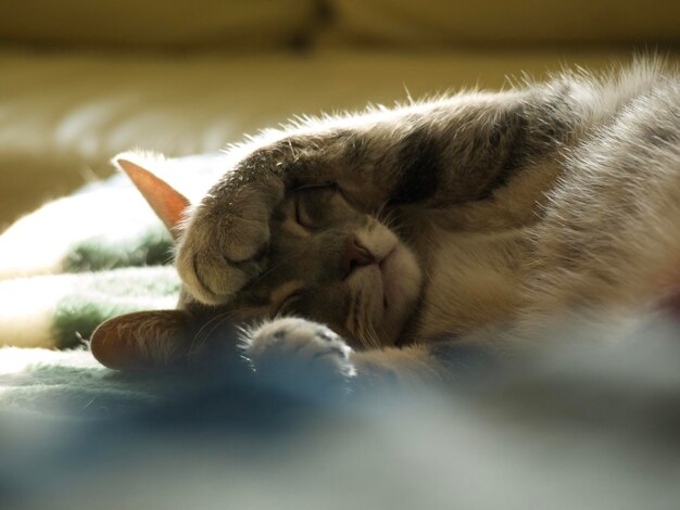 Photo close-up du chat qui dort