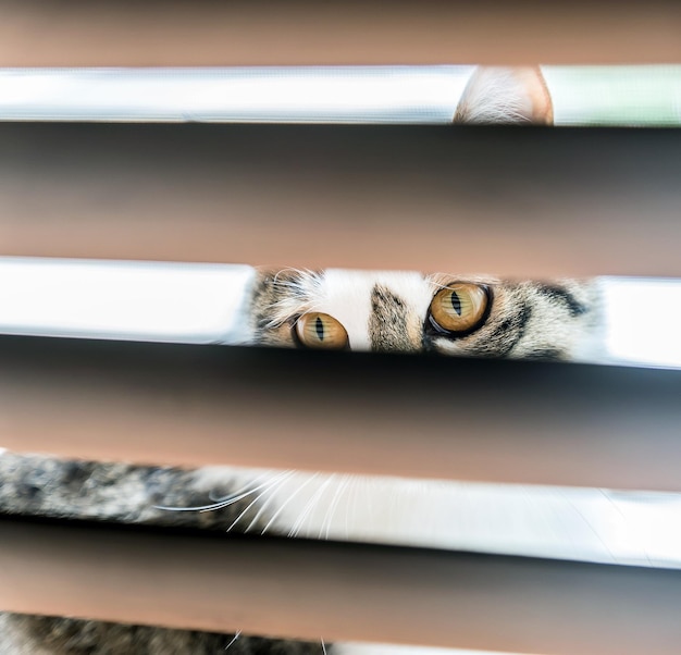 Photo close-up du chat regardant à travers les stores