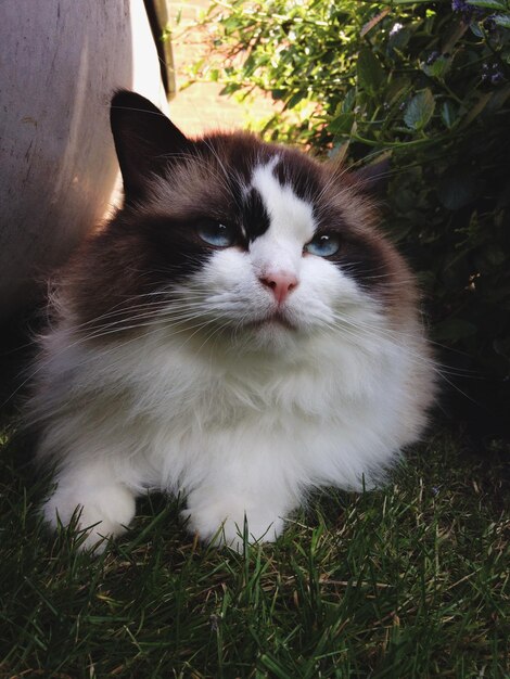 Close-up du chat se reposant sur l'herbe