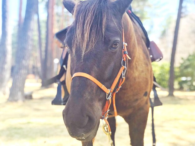 Close-up du cheval dans un ranch