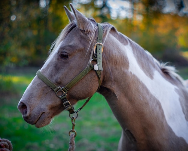 Close-up du cheval sur le terrain