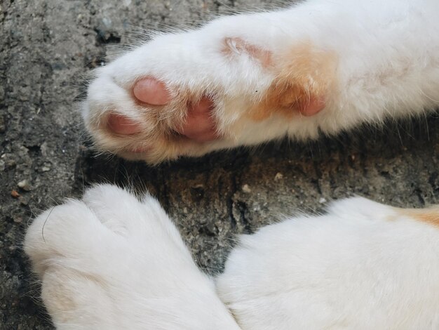 Close-up du chien blanc