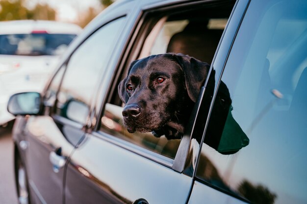 Photo close-up du chien dans la voiture