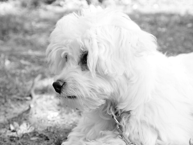 Close-up du chien à l'extérieur