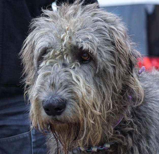 Photo close-up du chien à l'extérieur