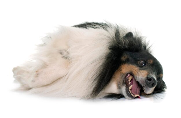 Photo close-up du chien sur un fond blanc