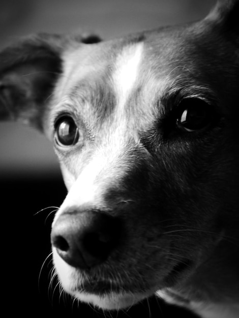 Close-up du chien à la maison