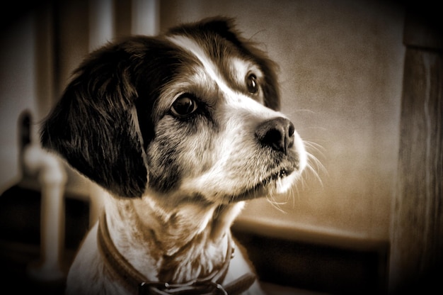 Close-up du chien à la maison