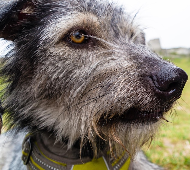 Photo close-up du chien qui détourne le regard