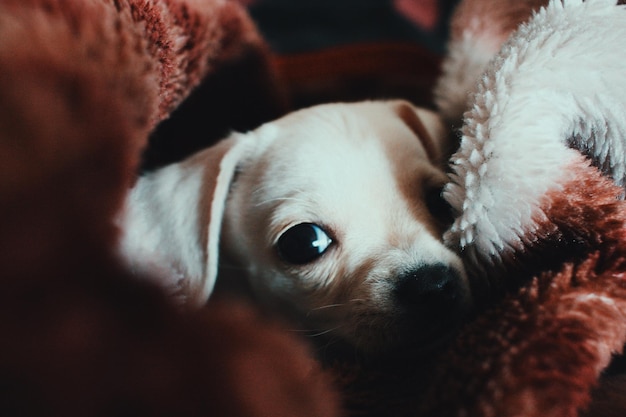 Close-up du chien se reposant sur le lit