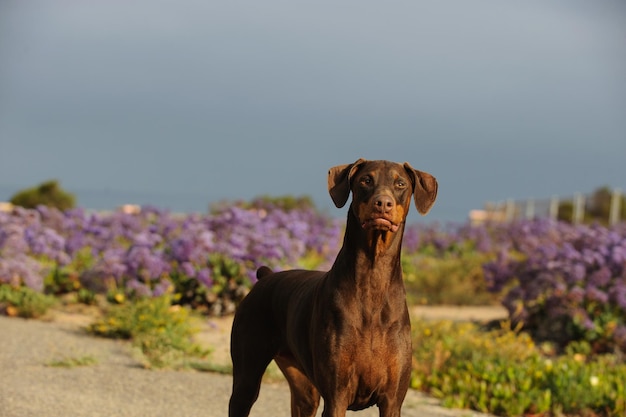 Photo close-up du chien sur le terrain contre le ciel