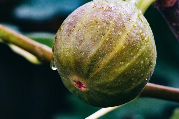 Close-up du citron sur l'arbre