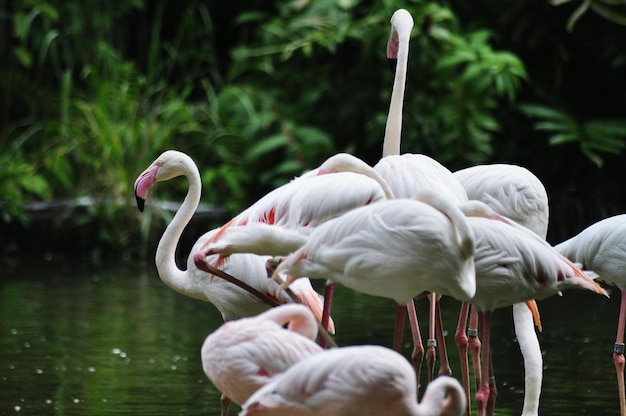 Close-up du cygne sur le lac