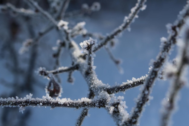 Close-up du gel sur la plante
