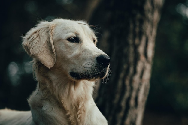 Close-up du golden retriever qui détourne le regard