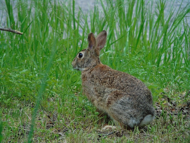 Close-up du lapin sur l'herbe