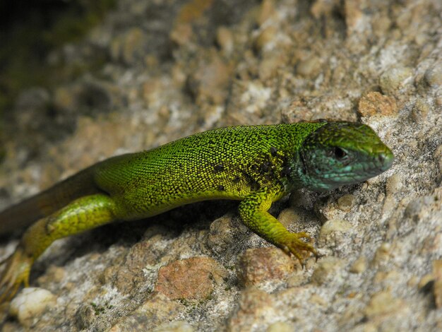 Photo close-up du lézard vert sur le rocher