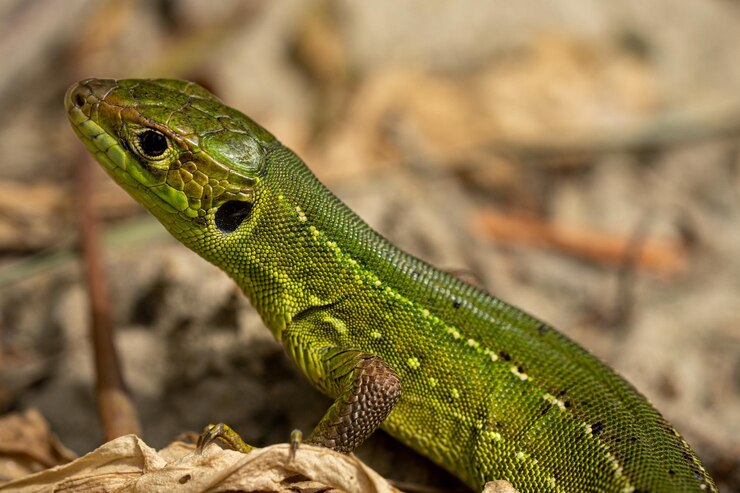 Photo close-up du lézard vert