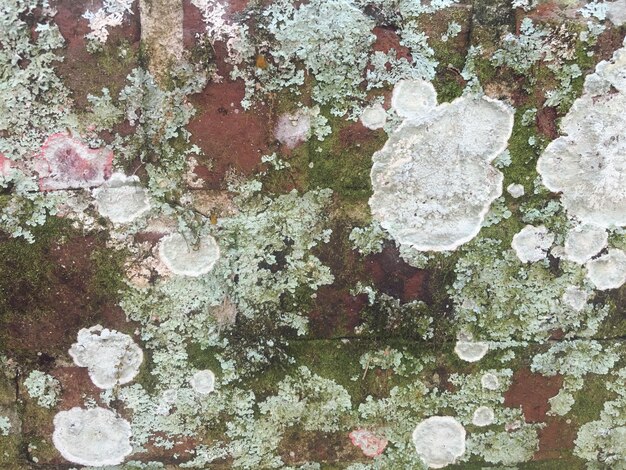 Photo close-up du lichen qui pousse sur le mur