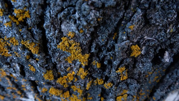 Photo close-up du lichen sur le tronc d'un arbre