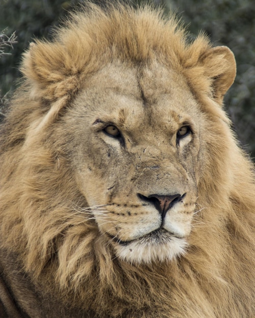 Close-up du lion qui détourne le regard