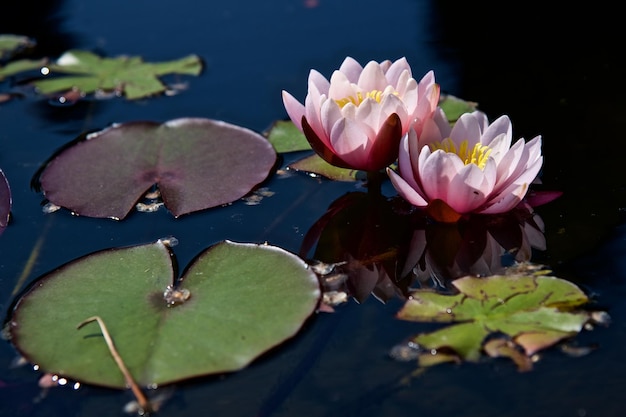 Close-up du lis d'eau de lotus dans l'étang
