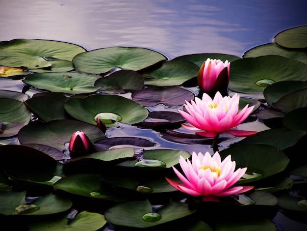 Close-up du lotus dans l'étang
