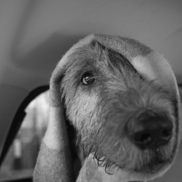 Photo close-up du loup-garou irlandais avec une serviette sur la tête dans le véhicule