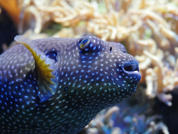 Close-up du poisson-ballon dans l'aquarium