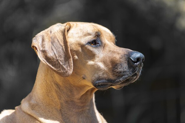 Photo close-up du rhodesian ridgeback sog un portrait de tête de profil montrant un chien concentré et confiant