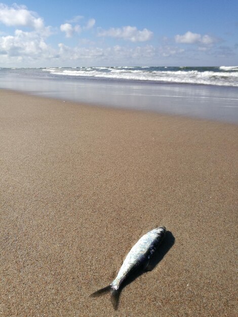 Photo close-up du rivage sur la plage contre le ciel