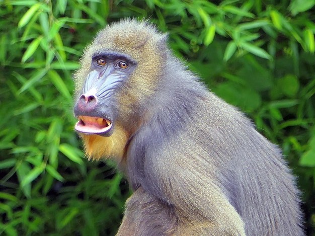 Close-up du singe qui détourne le regard