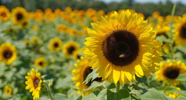 Close-up du tournesol jaune sur le champ