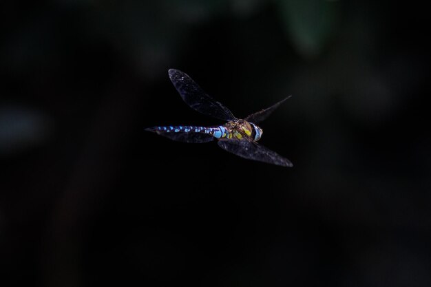 Photo close-up du vol du papillon