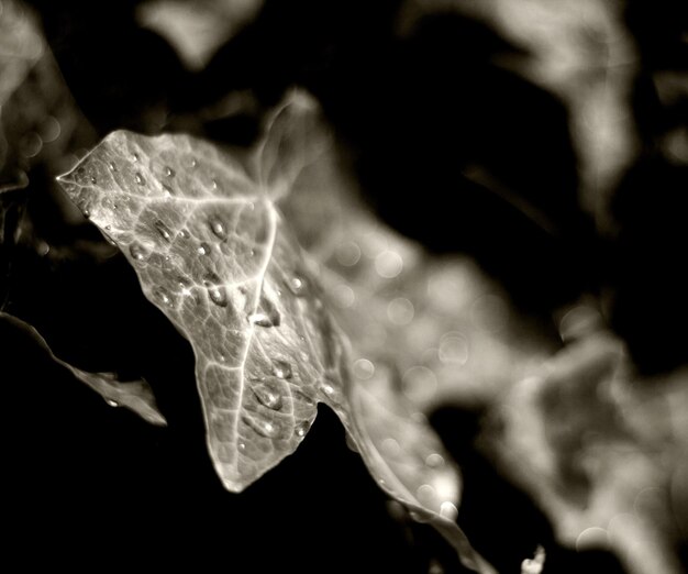 Photo close-up de l'eau