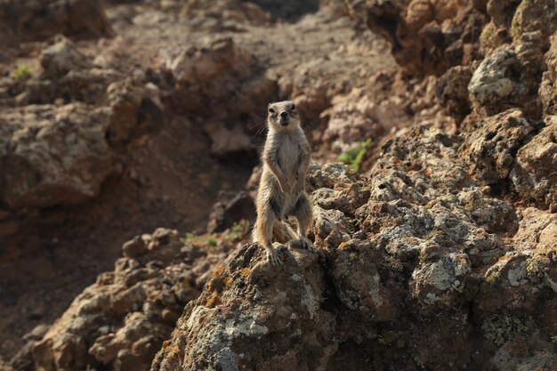 Photo close-up d'un écureuil au sommet d'un cratère vulcain