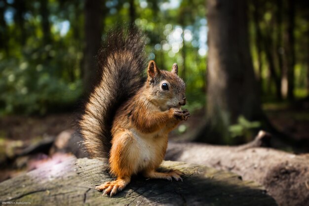 Close-up d'un écureuil sur du bois