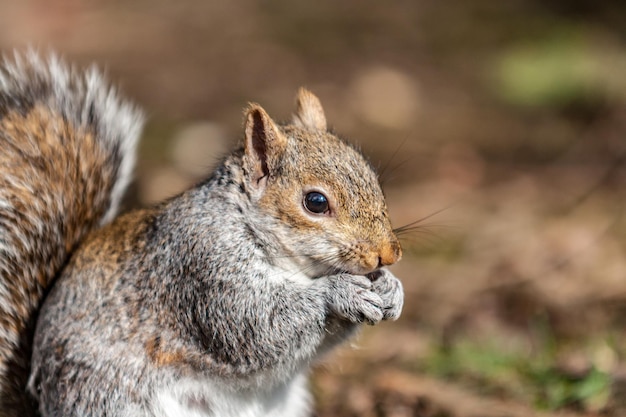 Close-up d'un écureuil mangeant à l'extérieur