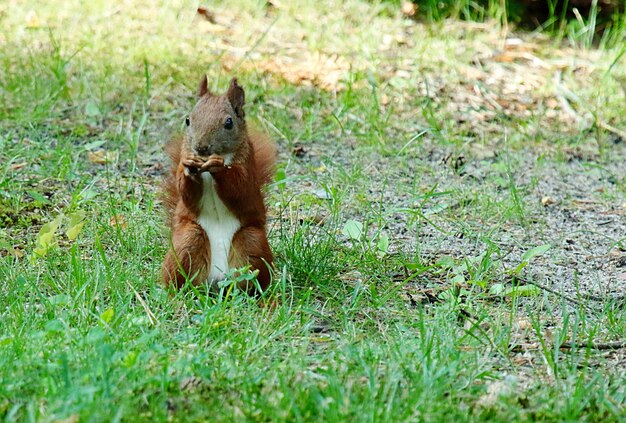 Close-up d'un écureuil sur le terrain