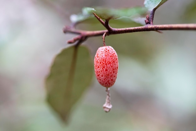 Photo close up elaeagnus pungens est une espèce de plante à fleurs de la famille des elaeagnaceae