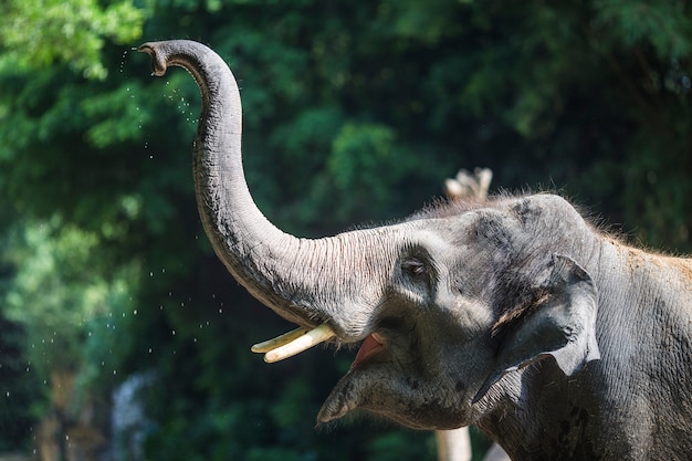 Close-up d&#39;éléphant avec le tronc soulevé